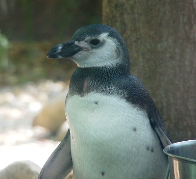 [Upright penquin which has a dark grey beak with a white vertical stripe through it. The crown, back of neck, neck, and back of this penguin are a dark grey while the rest of it is white. It has a few dark grey spots on its stomach. The edge of a steel bucket is at the right side of the image.]